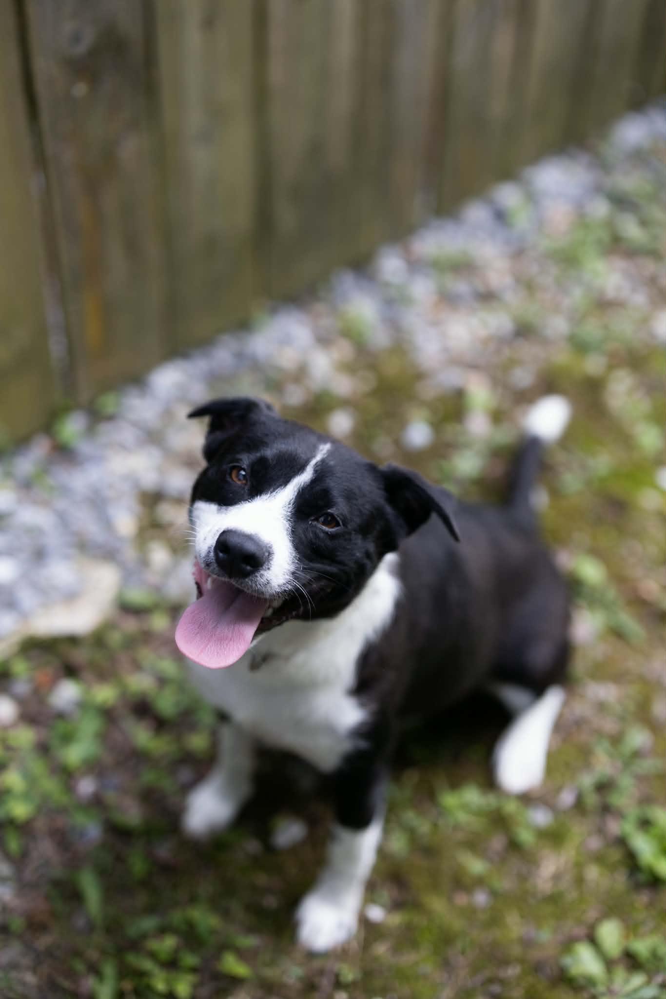 Enlarge Cher, a Adoptable Mixed Breed in Talbott, TN image 1/4