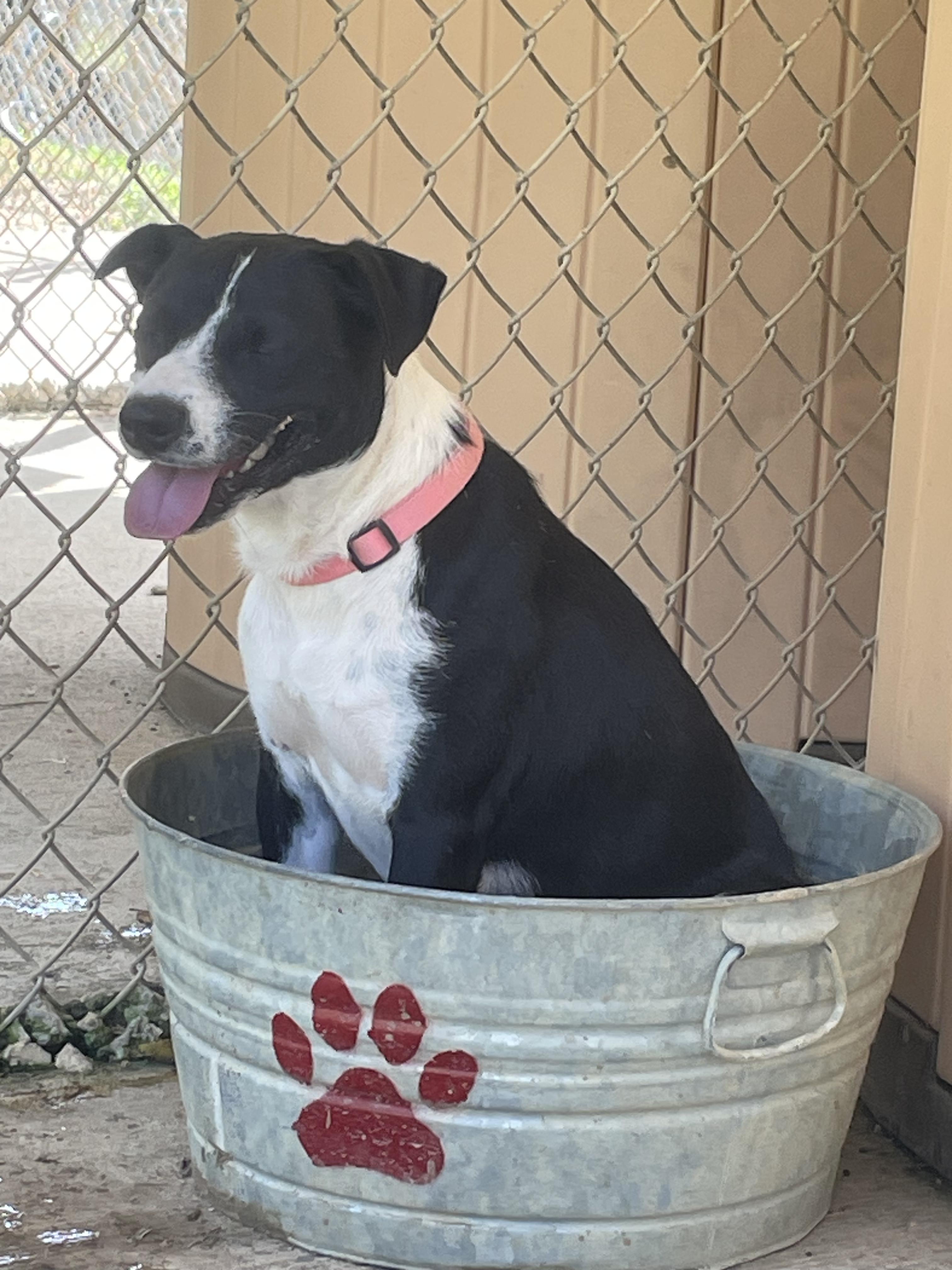 Enlarge Cher, a Adoptable Mixed Breed in Talbott, TN image 4/4