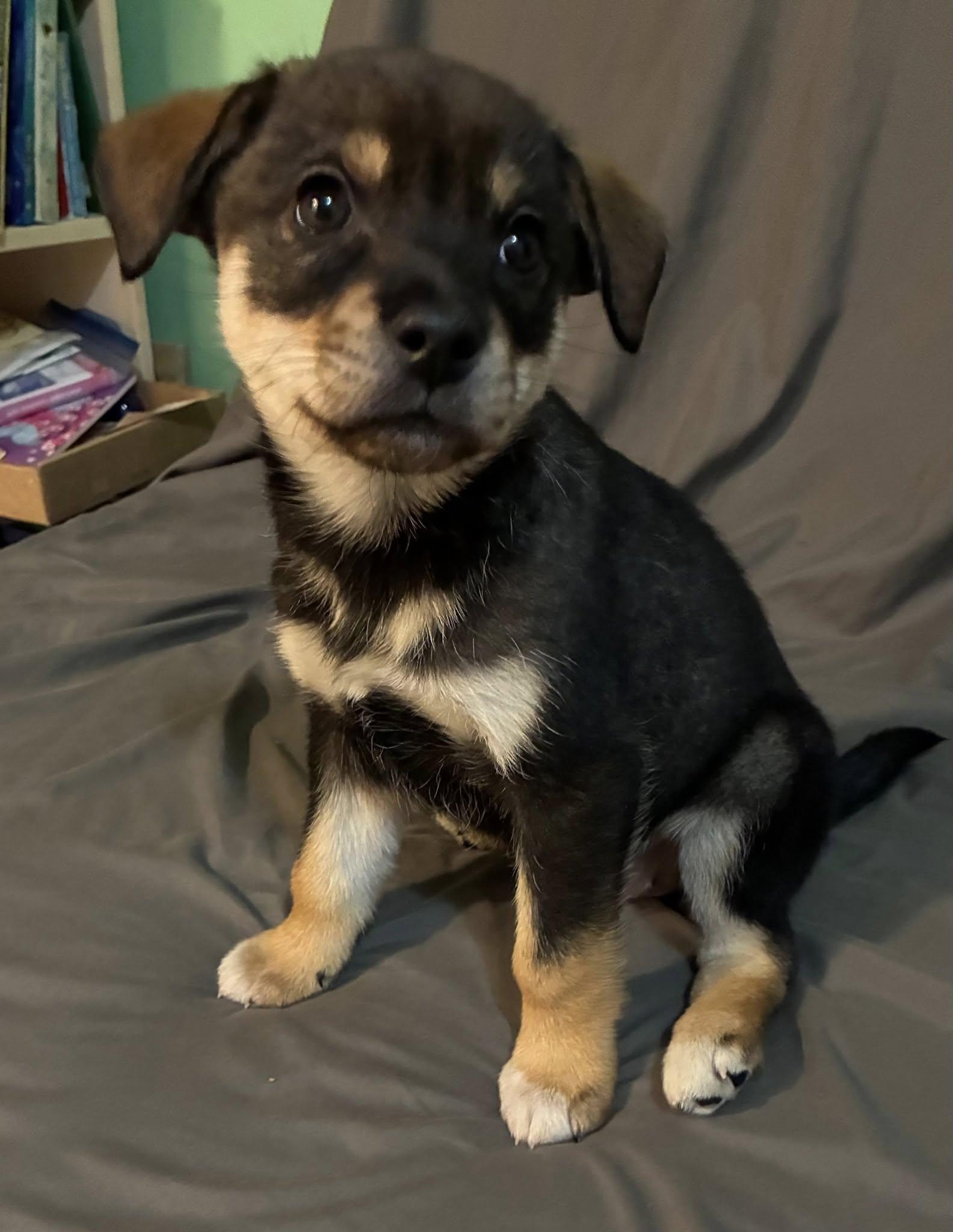 Leah, Adoptable, Puppy Female Husky.