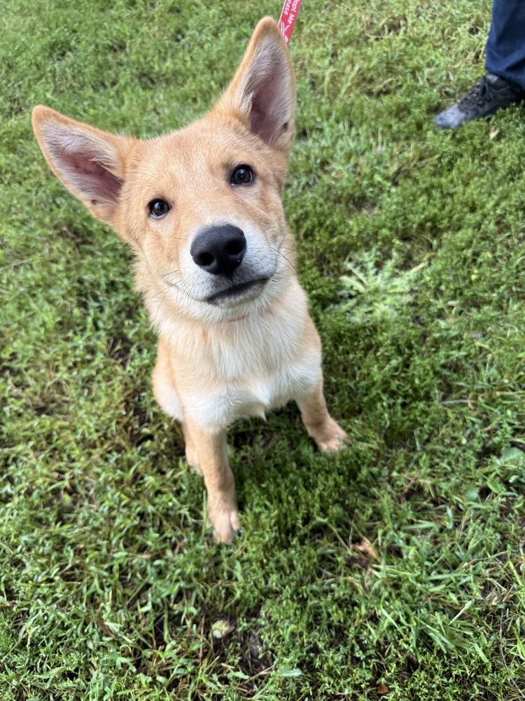 Cruz, Adoptable, Puppy Male Mixed Breed.
