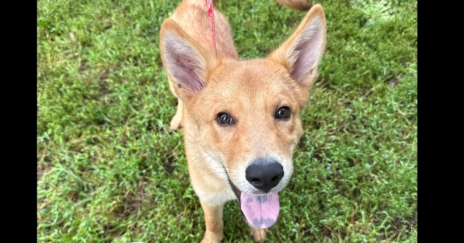 Enlarge Cruz, a Adoptable mixed breed in Papillion, NE image 2/6