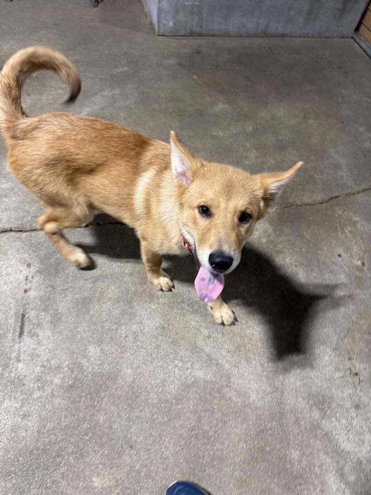 Enlarge Cruz, a Adoptable mixed breed in Papillion, NE image 5/6