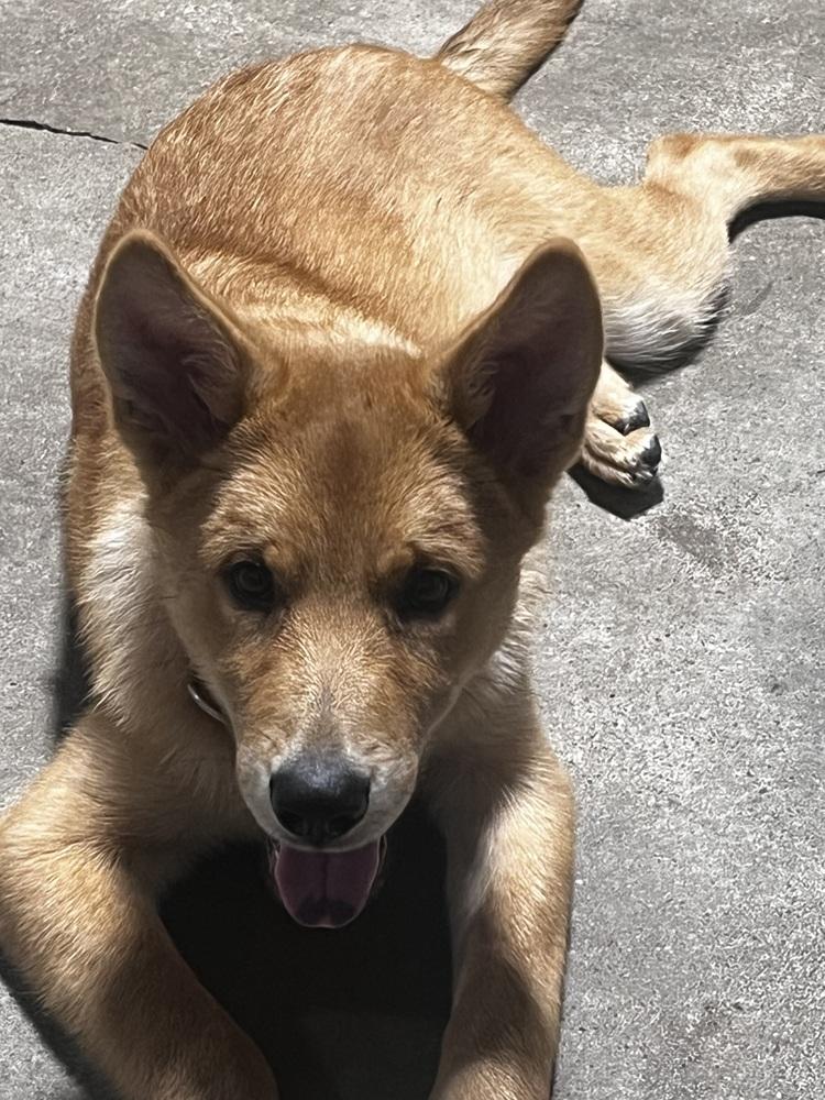 Enlarge Cruz, a Adoptable mixed breed in Papillion, NE image 6/6