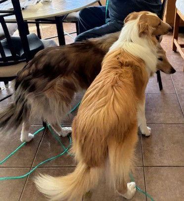Enlarge Roscoe, a Adoptable Collie in Pueblo West, CO image 1/3