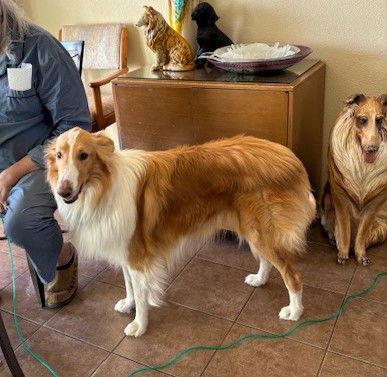 Enlarge Roscoe, a Adoptable Collie in Pueblo West, CO image 2/3