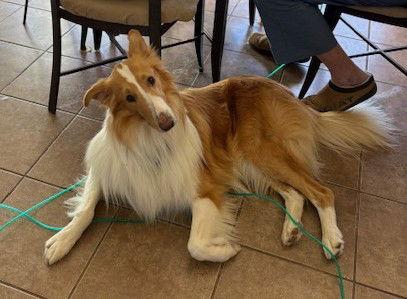 Enlarge Roscoe, a Adoptable Collie in Pueblo West, CO image 3/3