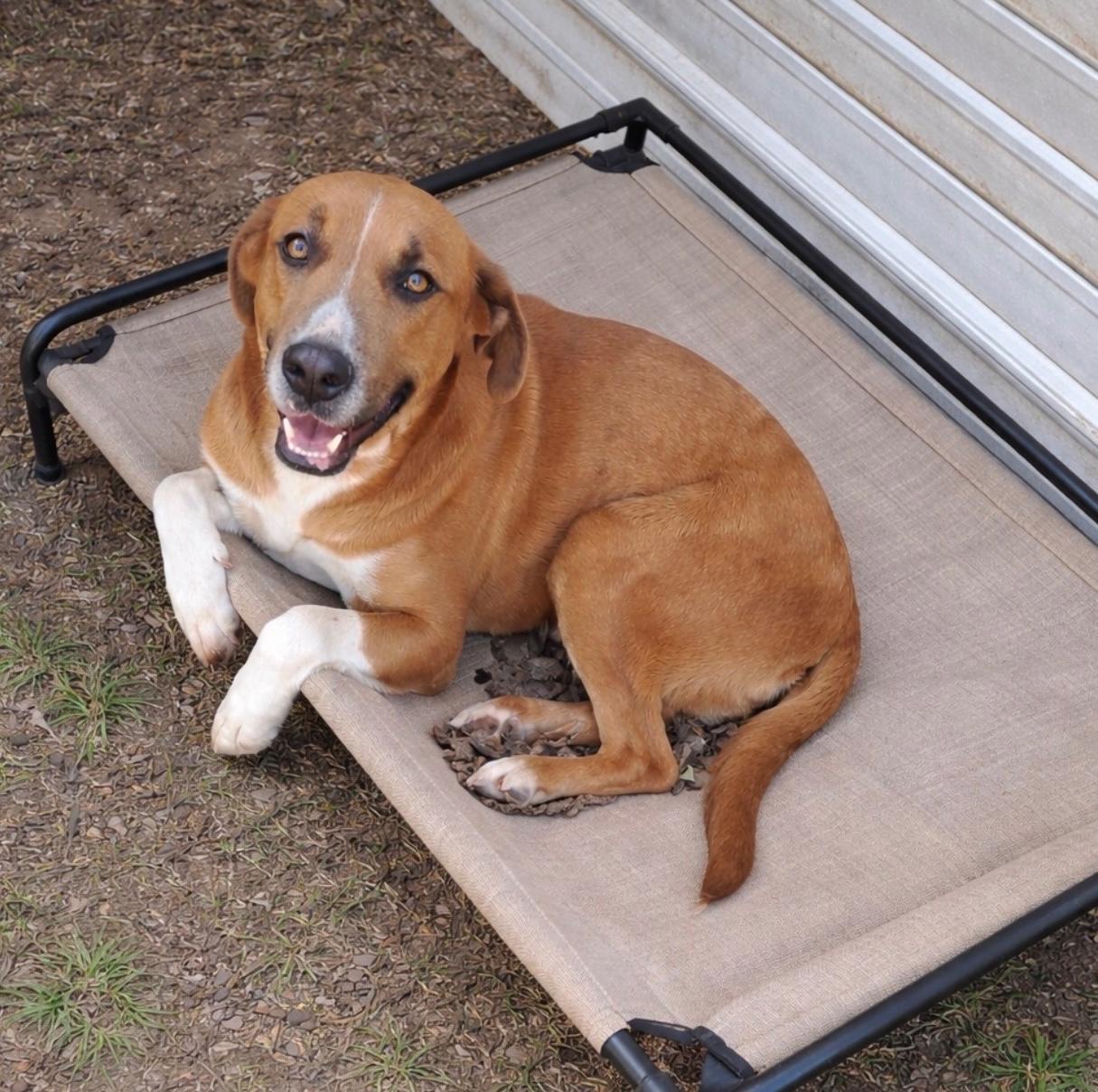Enlarge Boomer, a Adoptable mixed breed in New Haven, CT image 2/6
