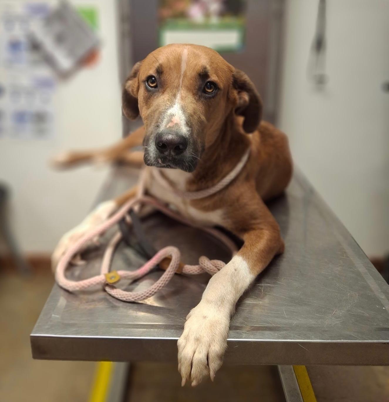 Enlarge Boomer, a Adoptable mixed breed in New Haven, CT image 1/6