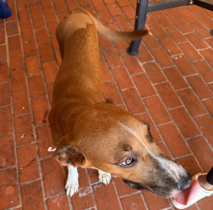 Enlarge Boomer, a Adoptable mixed breed in New Haven, CT image 4/6