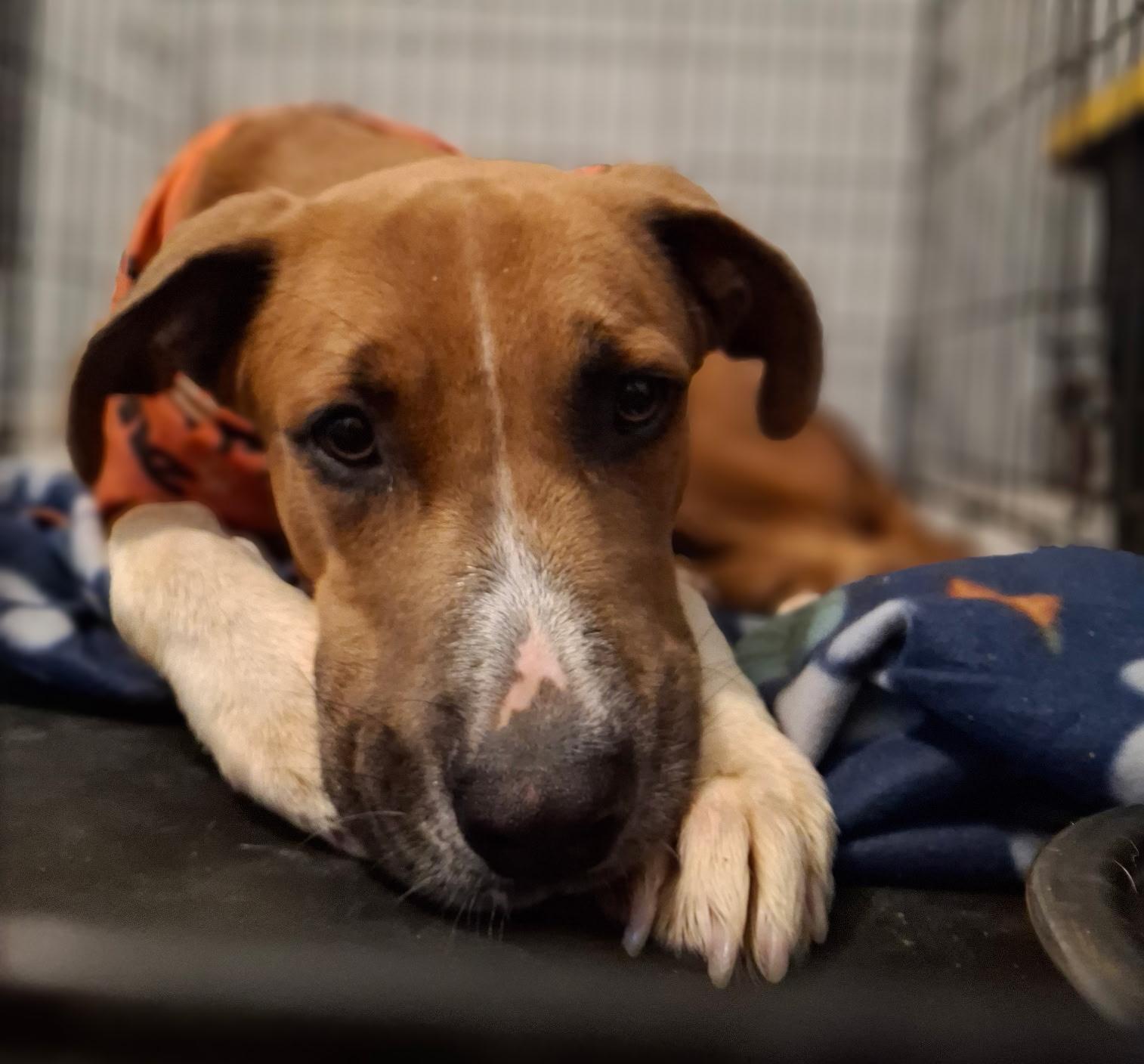 Enlarge Boomer, a Adoptable mixed breed in New Haven, CT image 6/6