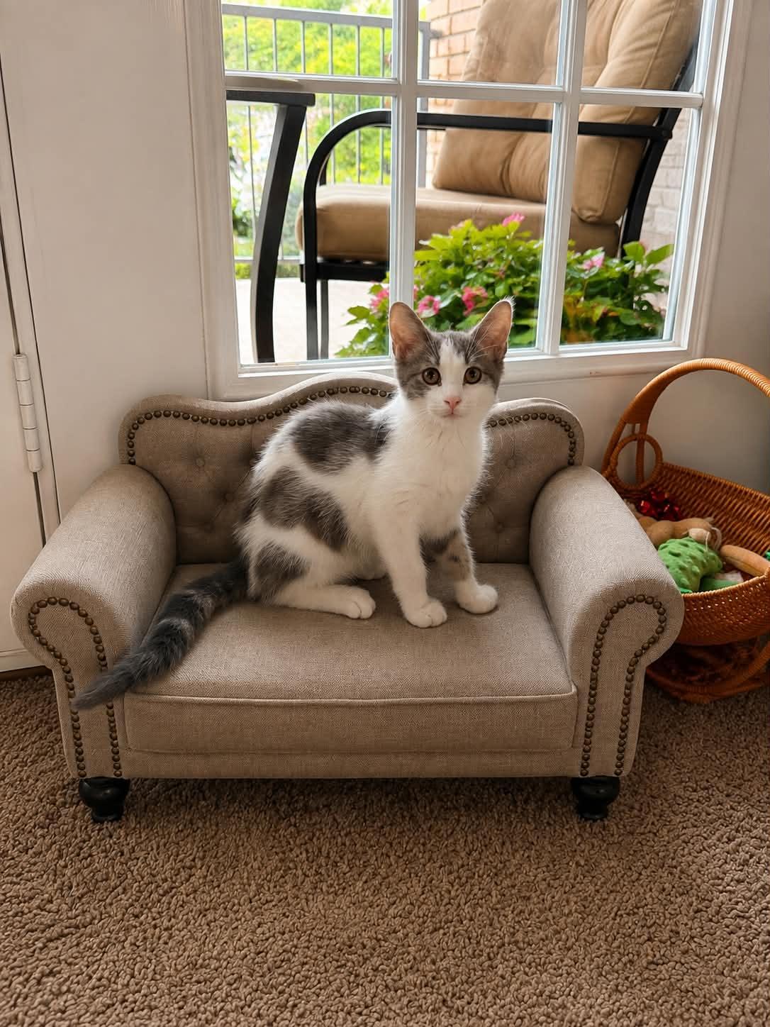 Enlarge Elijah, a Adoptable Domestic Short Hair in Randolph, AL image 1/1