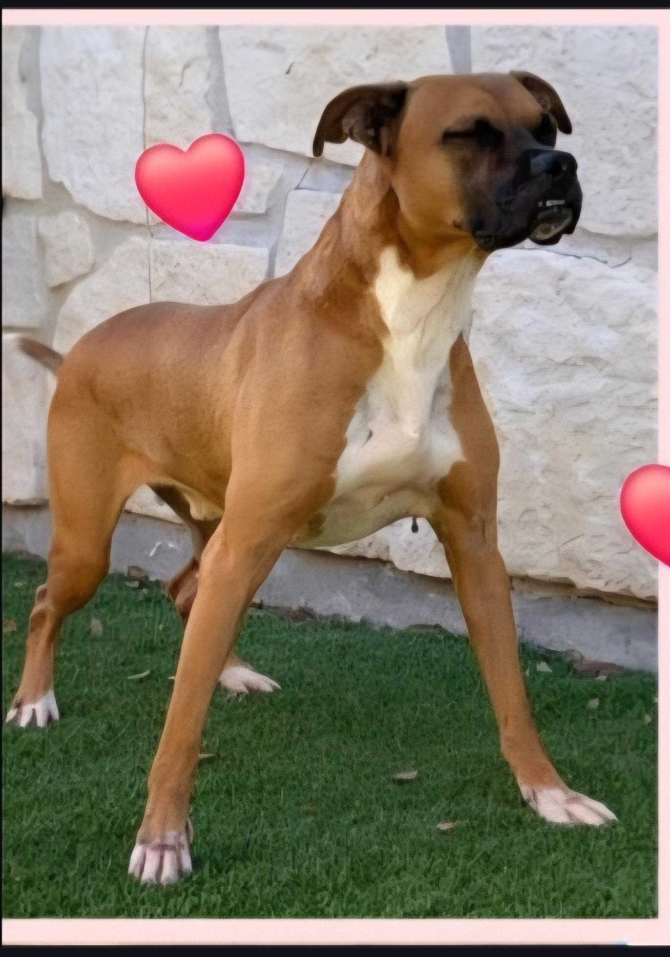 Maximus, adopted, Young Male Boxer.