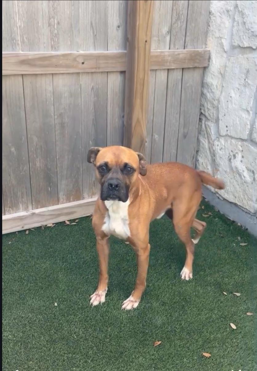 Enlarge Maximus, an adopted Boxer in Plano, TX image 2/2