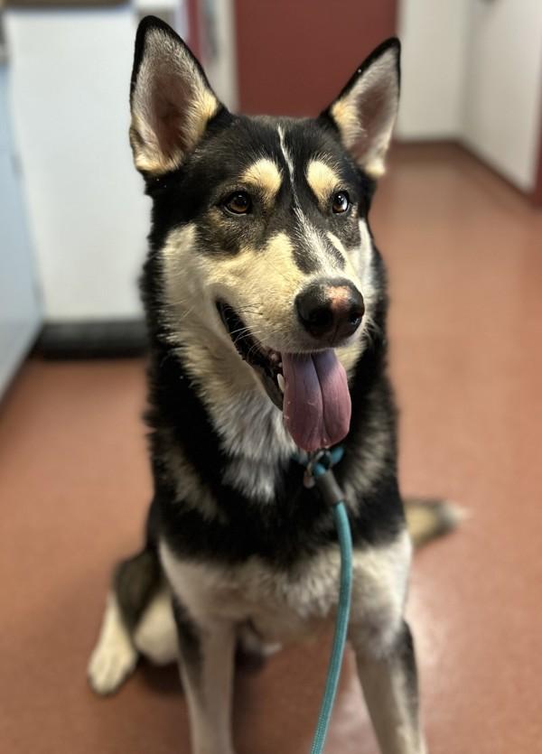 Enlarge Saint Nick, a Adoptable mixed breed in Oakland, CA image 1/4