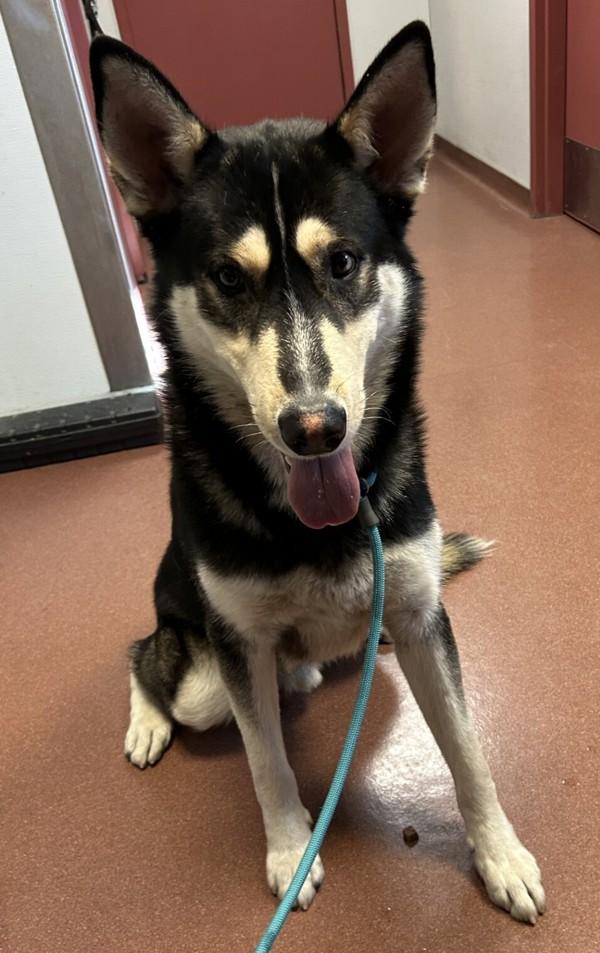 Enlarge Saint Nick, a Adoptable mixed breed in Oakland, CA image 2/4