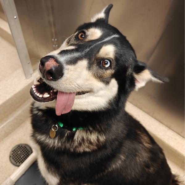 Enlarge Saint Nick, a Adoptable mixed breed in Oakland, CA image 3/4