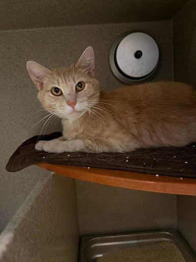 Washi, a Adoptable mixed breed in Washington, DC image 2/2