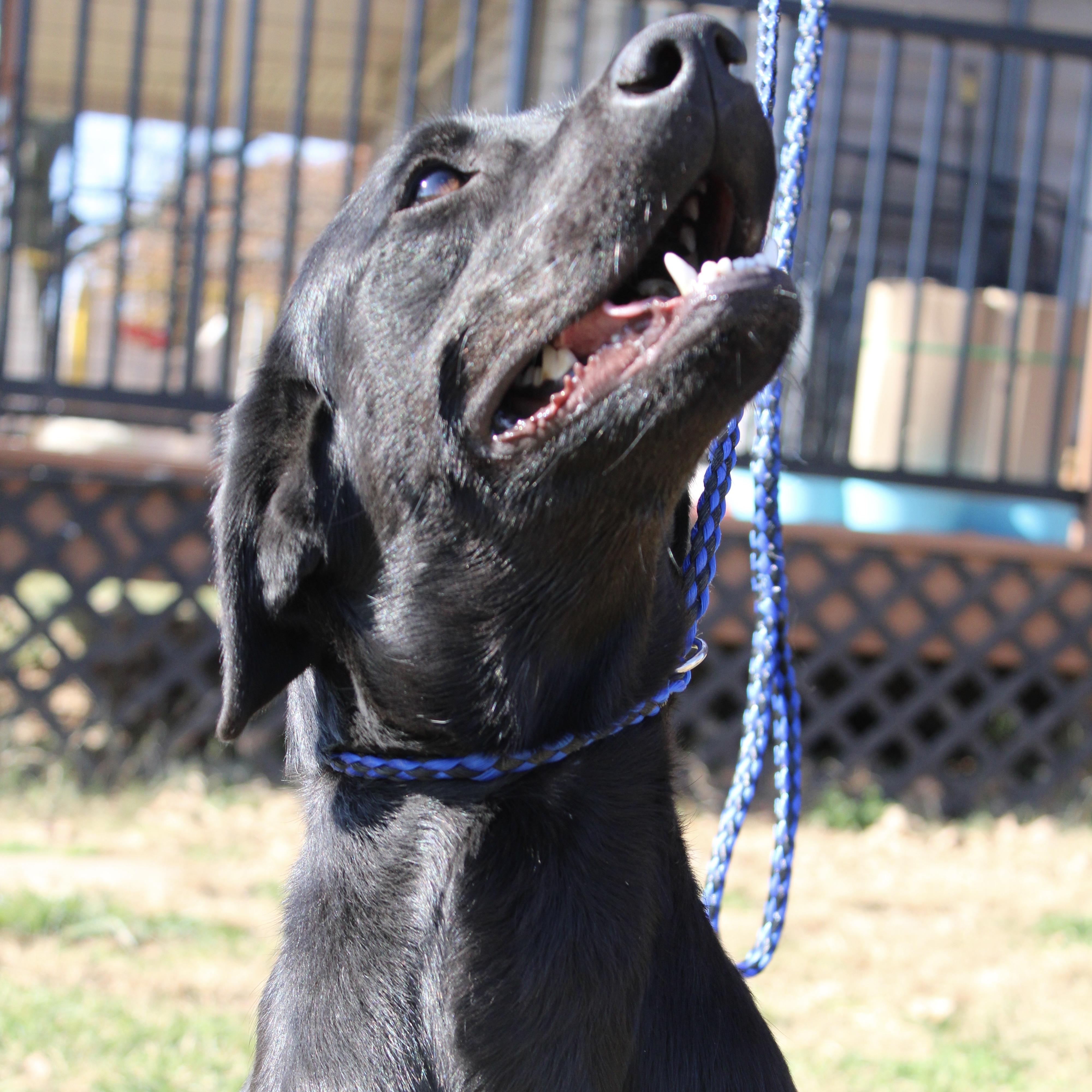 Birdie, Adoptable, Adult Female Labrador Retriever.