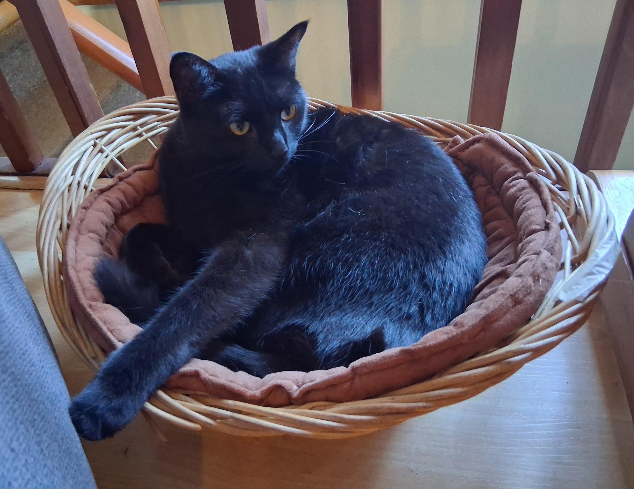 Enlarge KENDER (CR/SC), an adopted Domestic Short Hair in Sainte-Angele-de-Monnoir, QC image 1/6