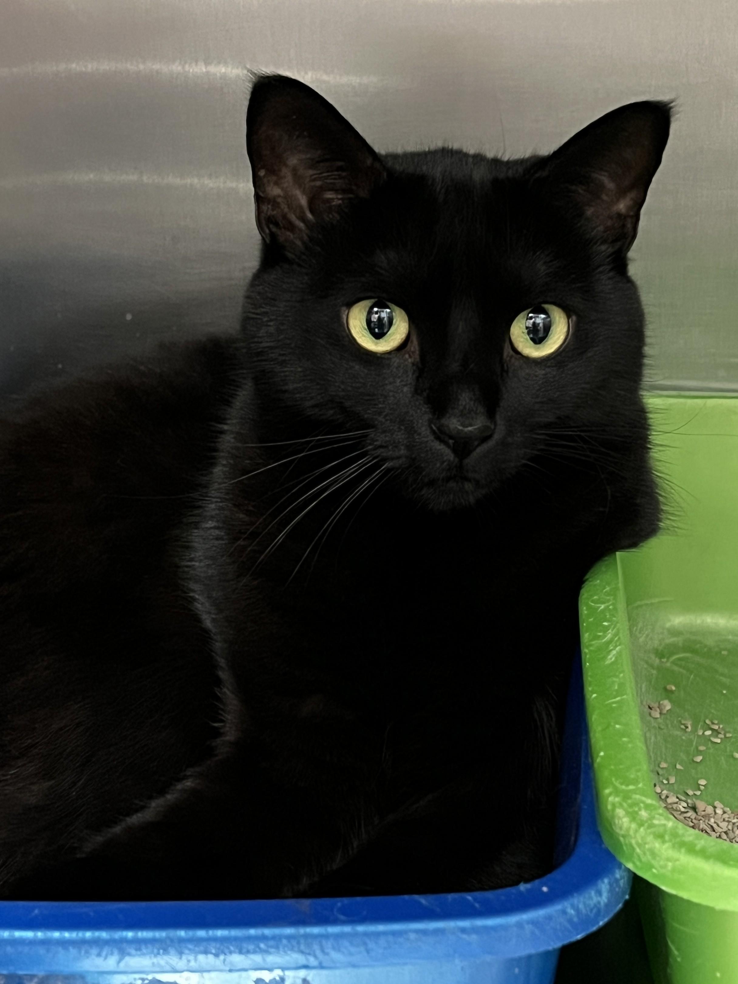 Enlarge KENDER (CR/SC), an adopted Domestic Short Hair in Sainte-Angele-de-Monnoir, QC image 2/6