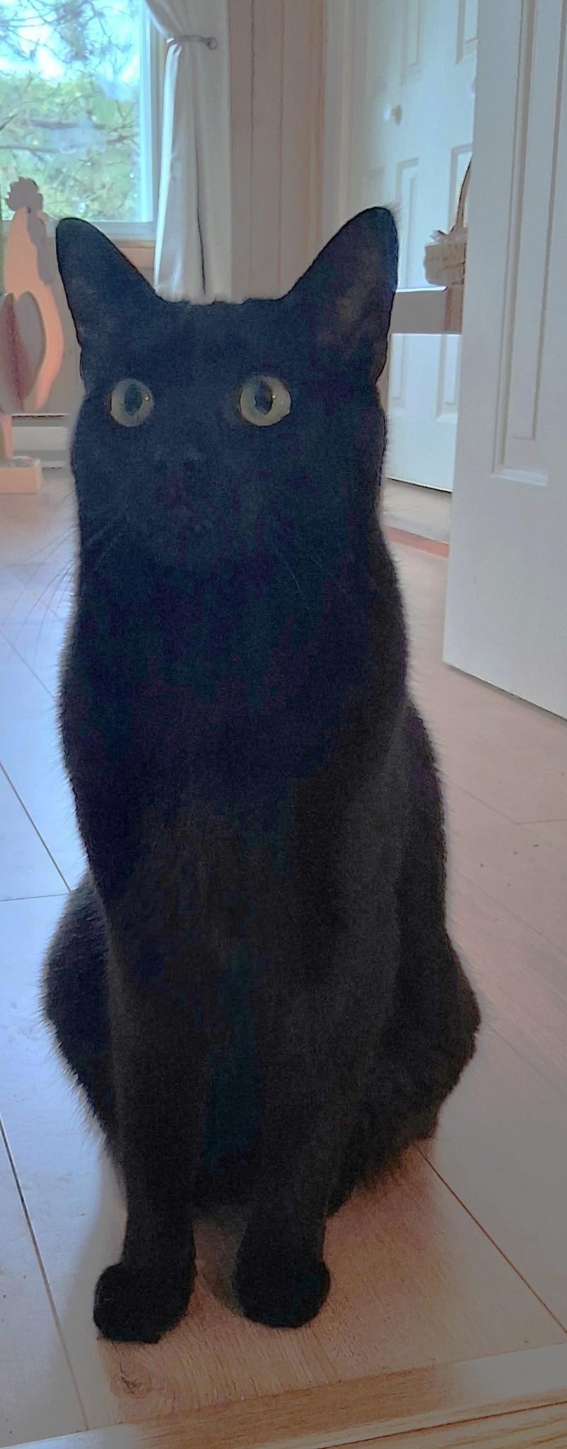 Enlarge KENDER (CR/SC), an adopted Domestic Short Hair in Sainte-Angele-de-Monnoir, QC image 3/6