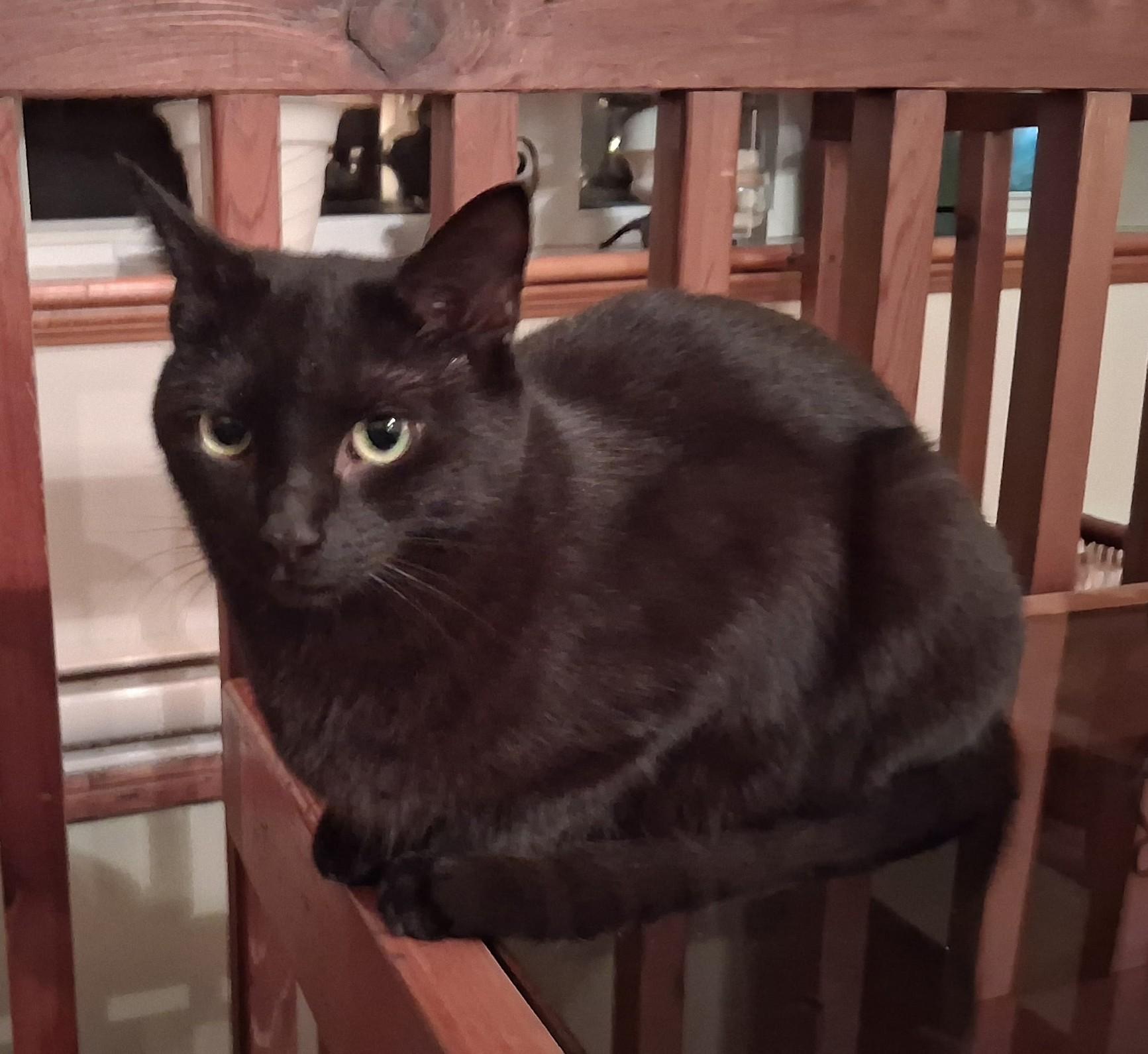 Enlarge KENDER (CR/SC), an adopted Domestic Short Hair in Sainte-Angele-de-Monnoir, QC image 5/6