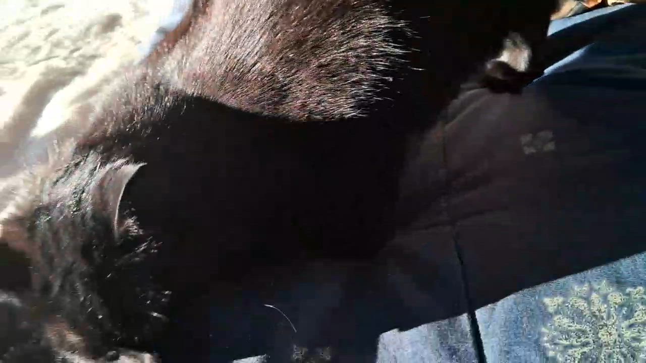 Enlarge KENDER (CR/SC), an adopted Domestic Short Hair in Sainte-Angele-de-Monnoir, QC video 6/6