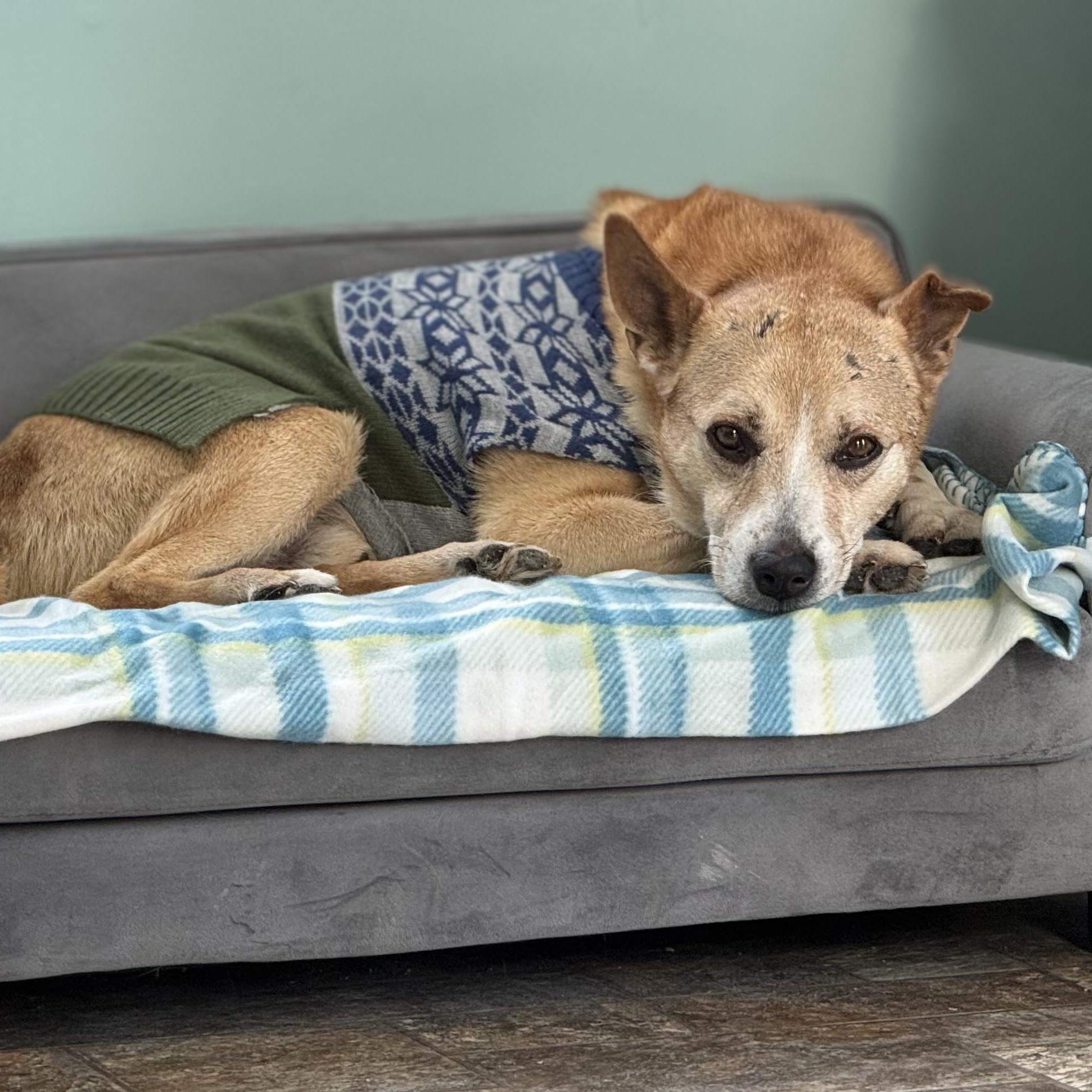 Enlarge Thumper , an adopted mixed breed in Anderson, IN image 2/4