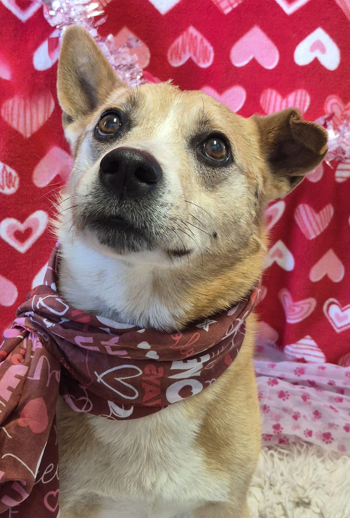 Enlarge Thumper , an adopted mixed breed in Anderson, IN image 1/4