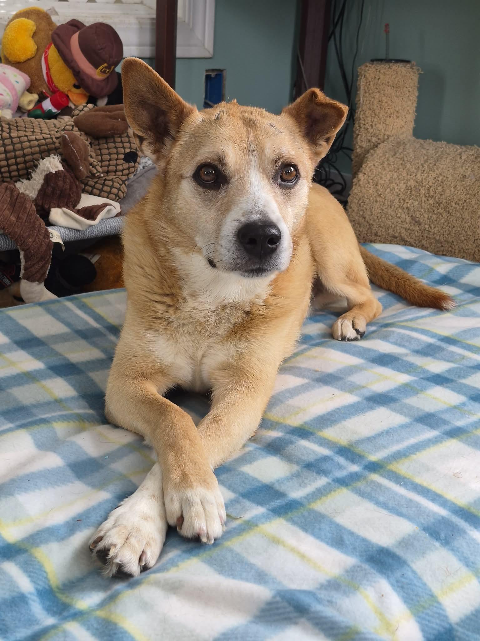 Enlarge Thumper , an adopted mixed breed in Anderson, IN image 3/4