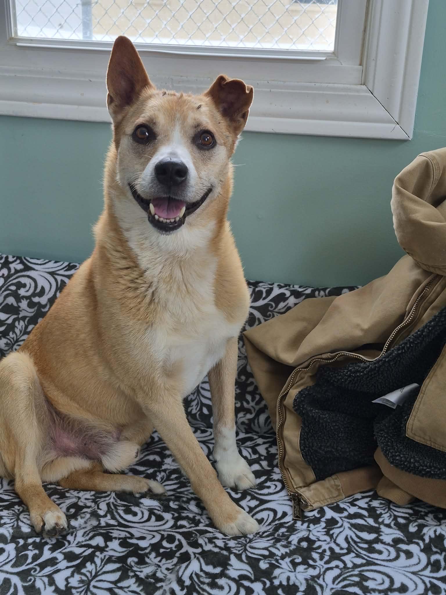 Enlarge Thumper , an adopted mixed breed in Anderson, IN image 4/4