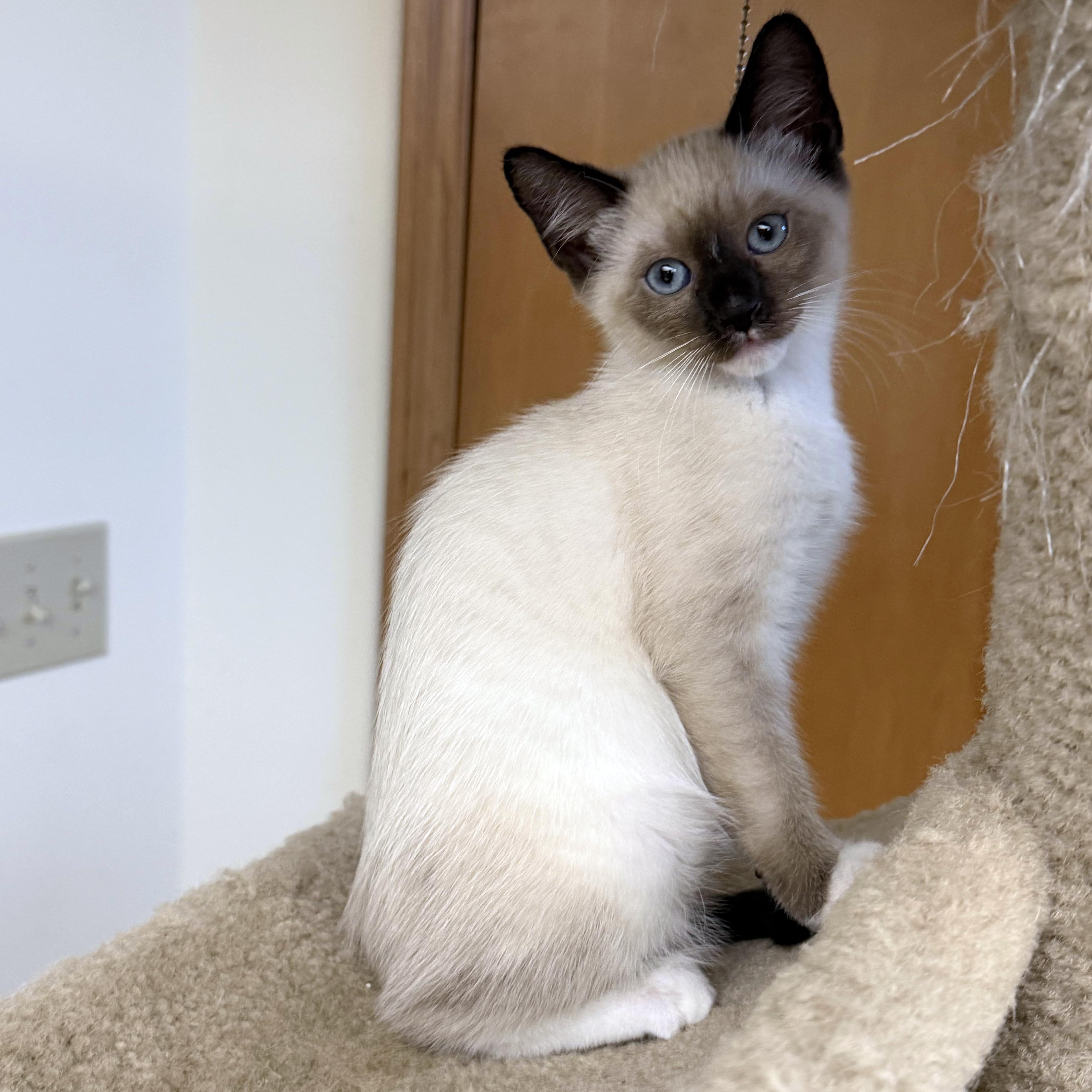 Espresso, a ADOPTABLE mixed breed in Lake Monroe, FL image 2/3