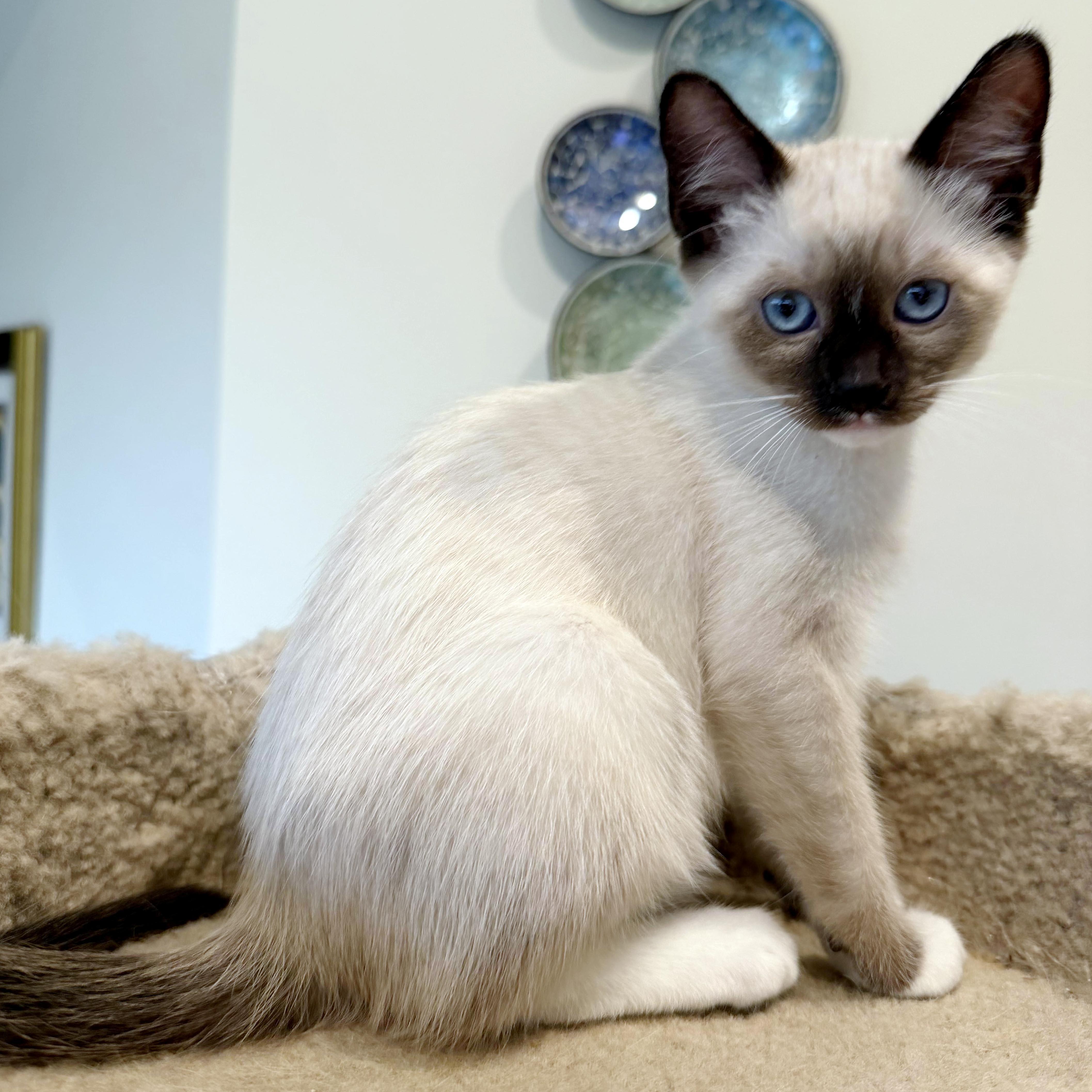 Espresso, ADOPTABLE, Kitten Female Siamese & Snowshoe.