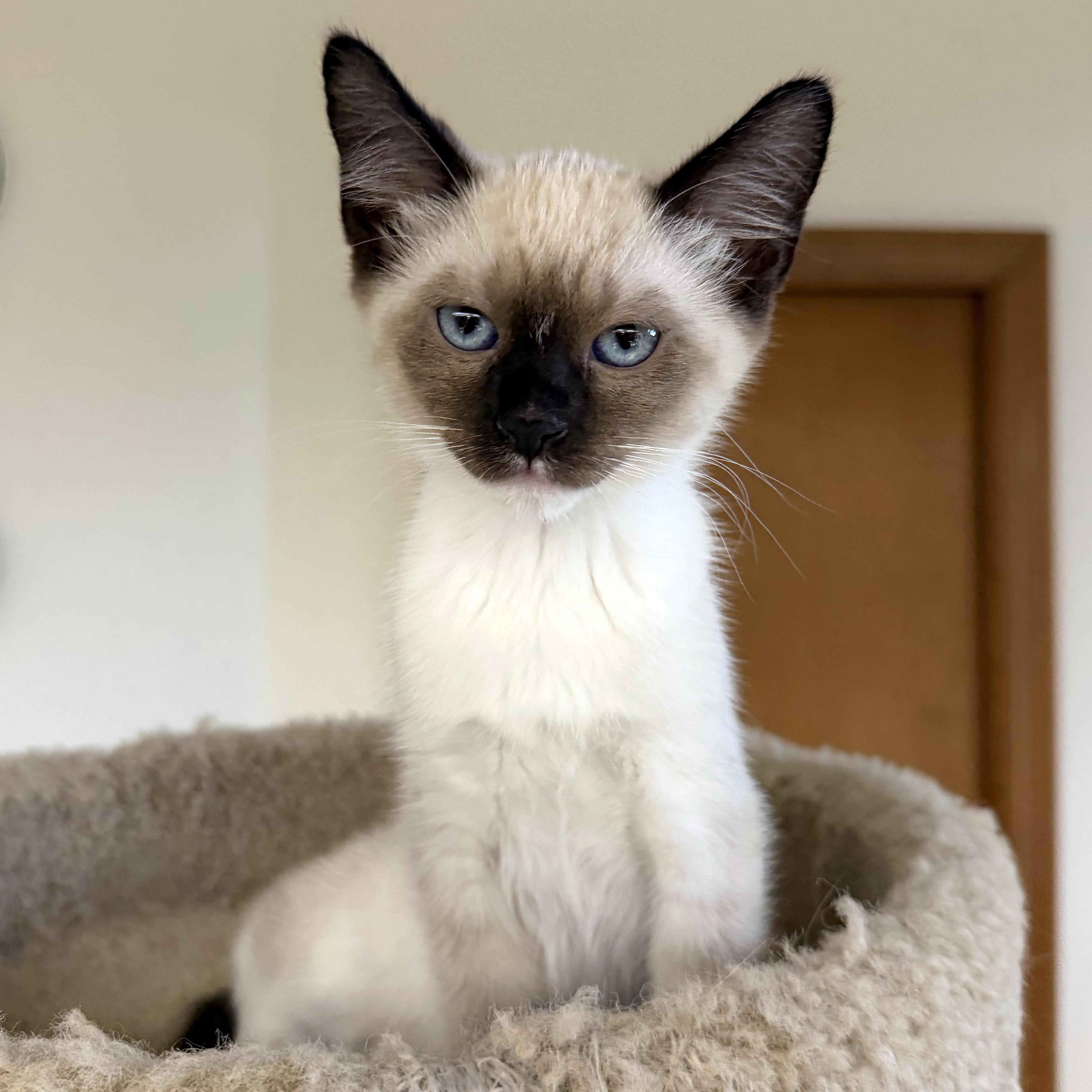 Espresso, a ADOPTABLE mixed breed in Lake Monroe, FL image 3/3