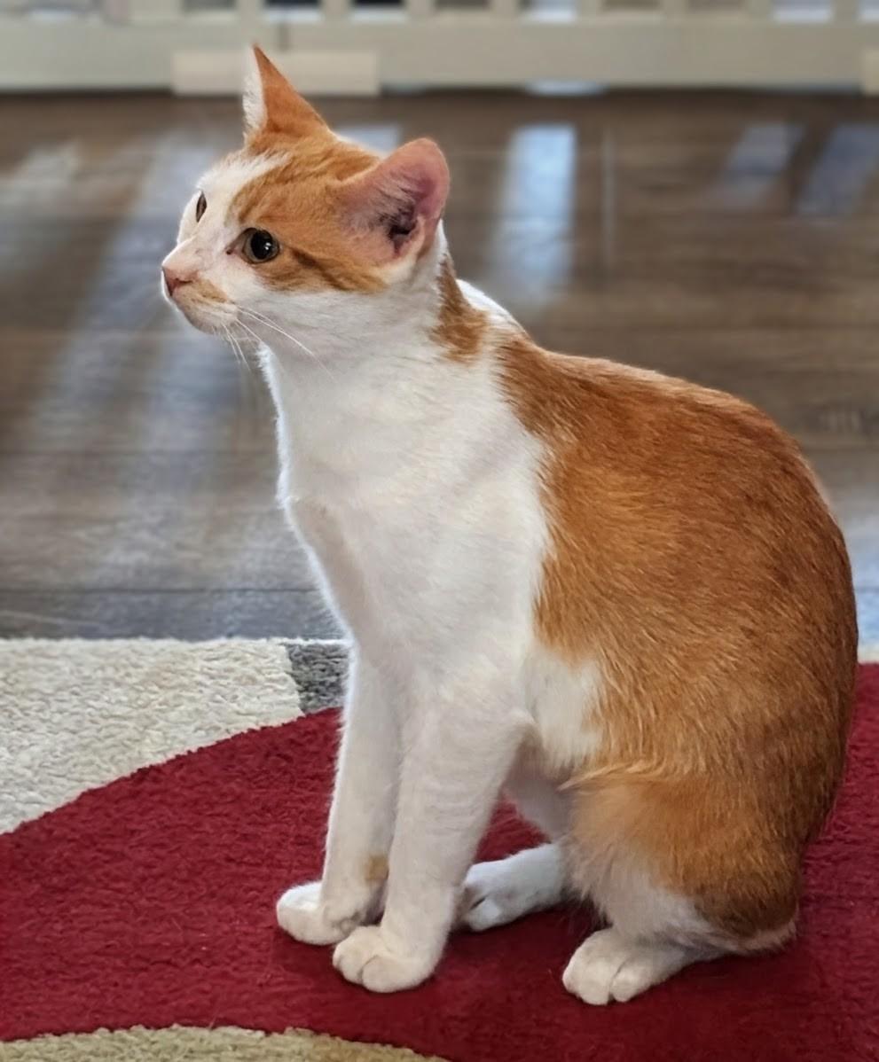 Jenny Lynn, ADOPTABLE, Young Female Domestic Short Hair.