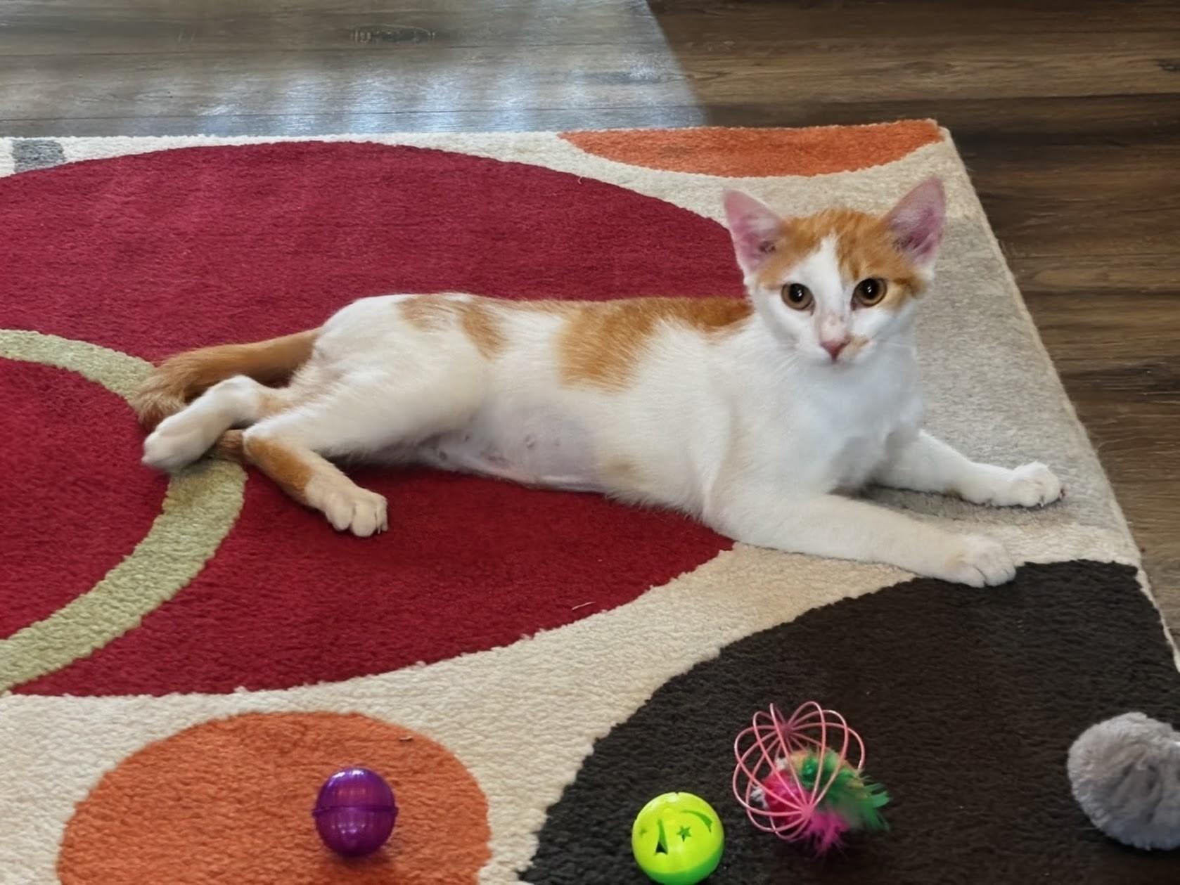 Jenny Lynn, a ADOPTABLE mixed breed in Mount Carmel, IL image 3/3