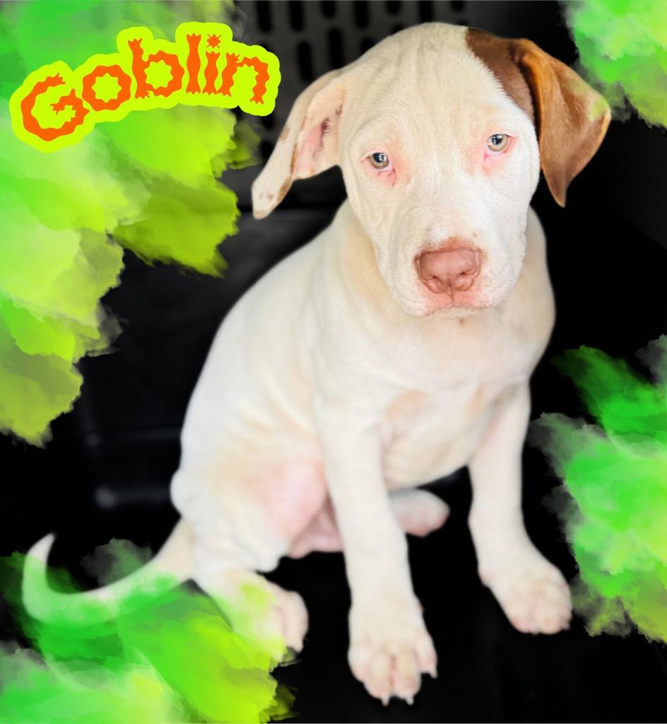Goblin photo