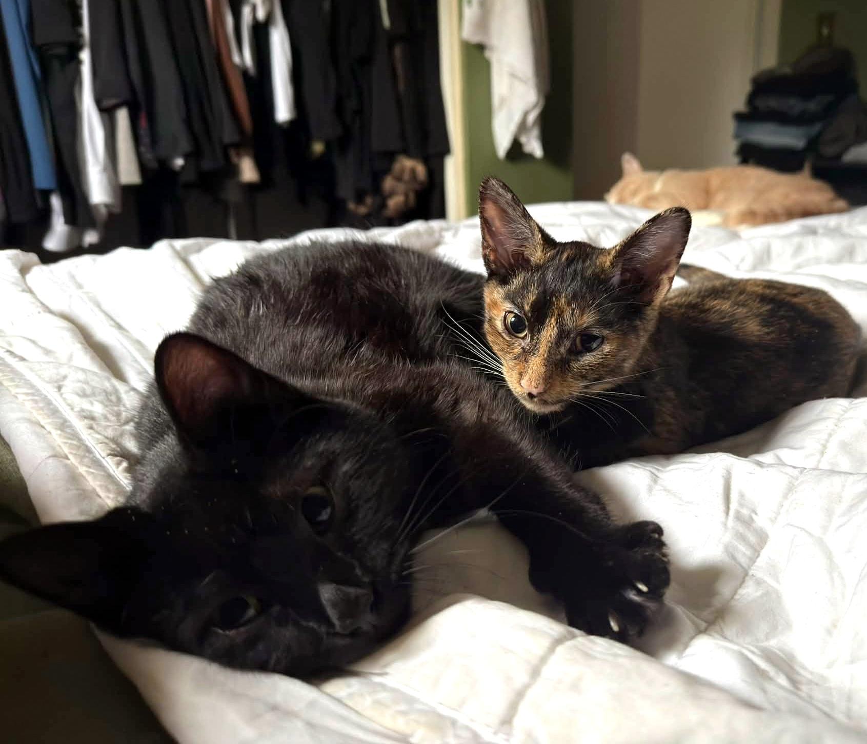 Enlarge Mochi, a Adoptable Domestic Short Hair in Pittsburgh, PA image 5/5