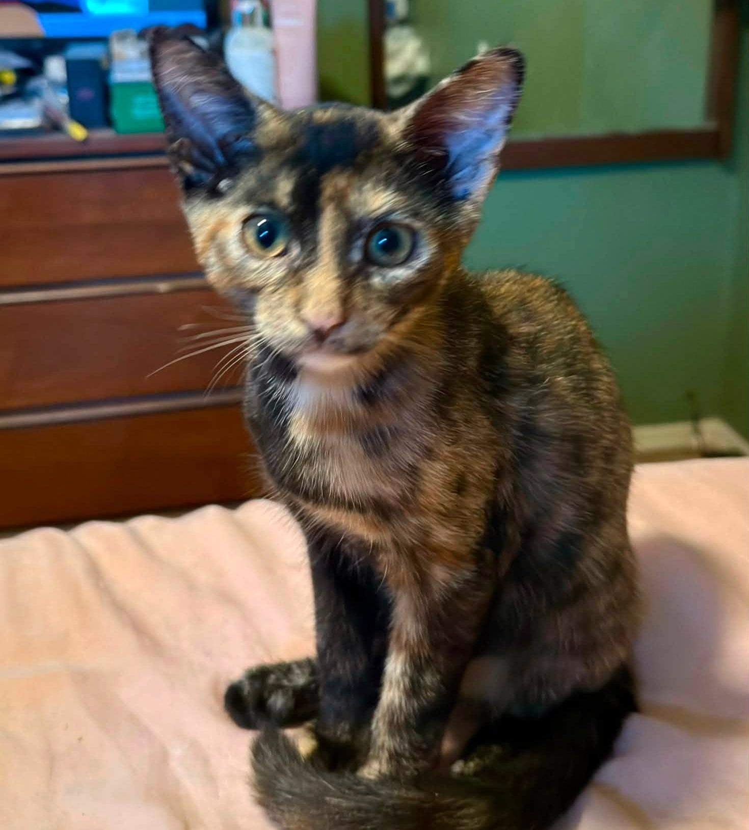 Mochi, ADOPTABLE, Kitten Female Domestic Short Hair.