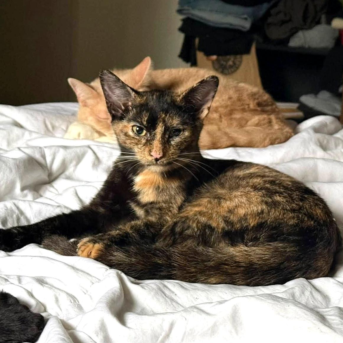 Enlarge Mochi, a Adoptable Domestic Short Hair in Pittsburgh, PA image 3/5