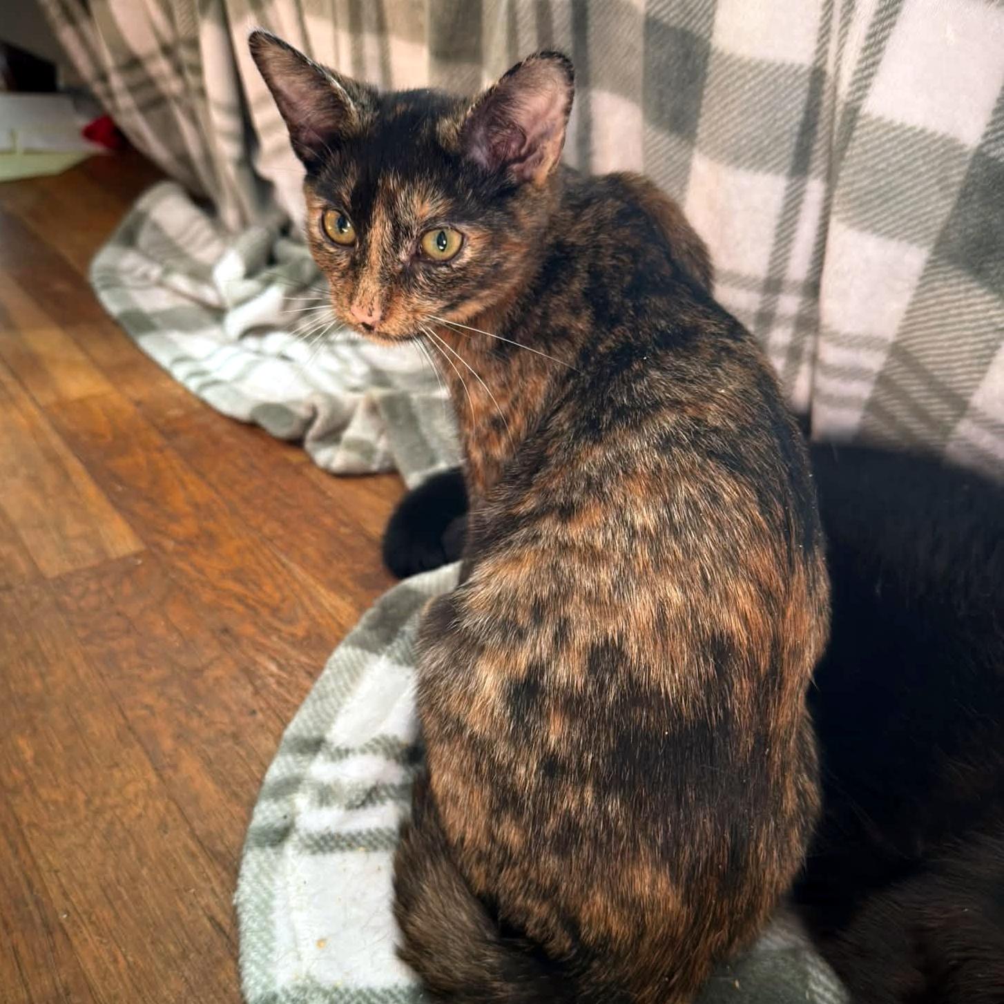 Enlarge Mochi, a Adoptable Domestic Short Hair in Pittsburgh, PA image 2/5