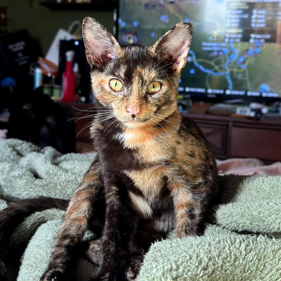 Mochi, Adoptable, Kitten Female Domestic Short Hair.