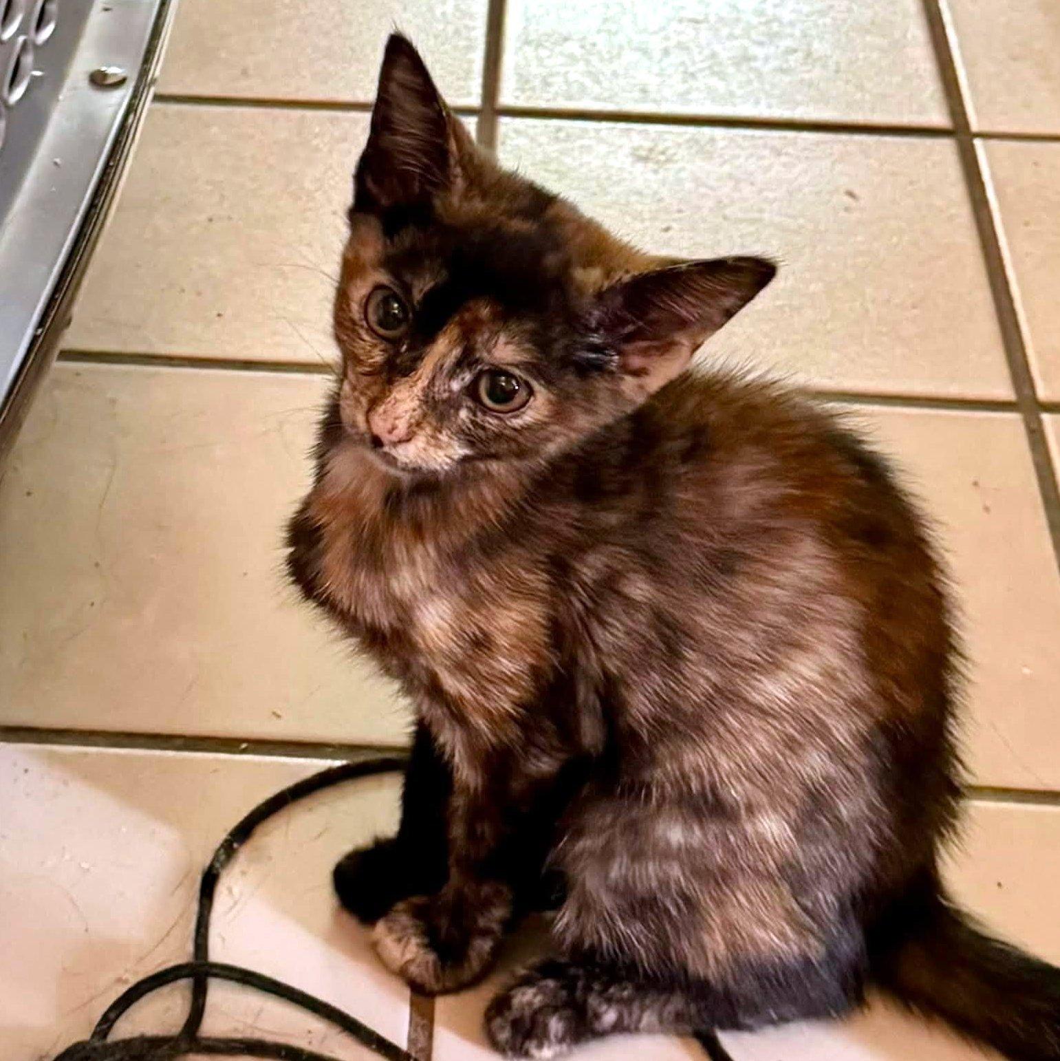 Mochi, a ADOPTABLE Domestic Short Hair in Pittsburgh, PA image 3/3
