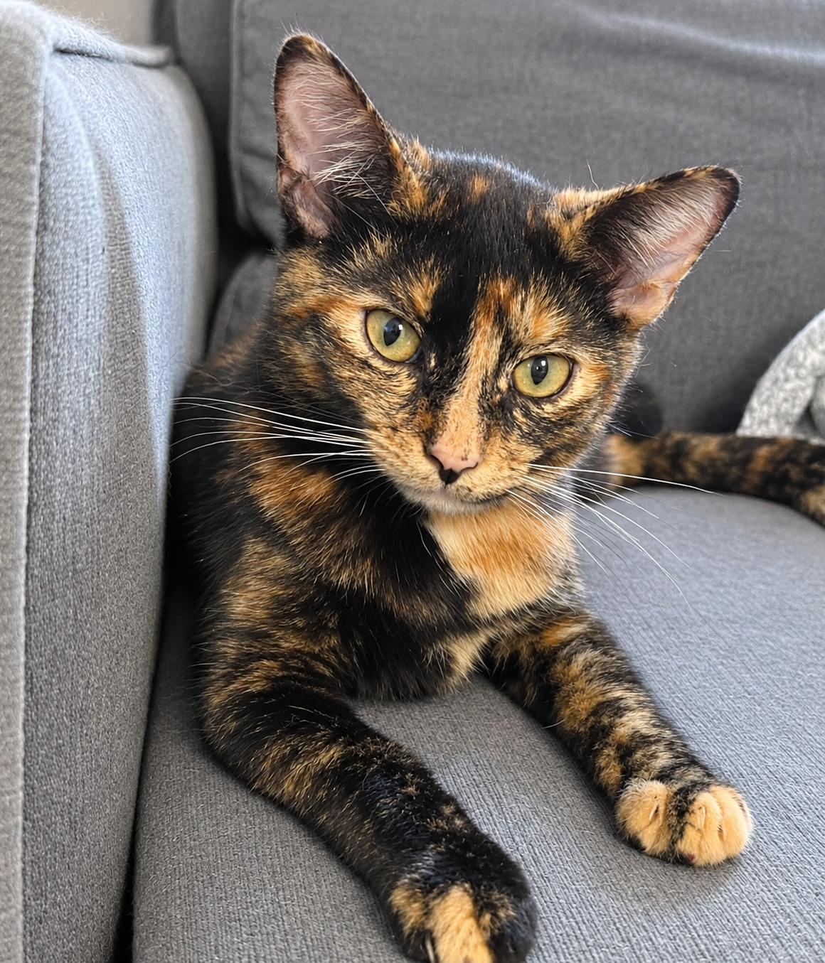 Enlarge Mochi, a Adoptable Domestic Short Hair in Pittsburgh, PA image 2/4