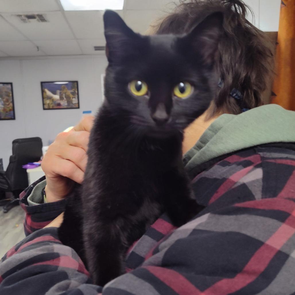 Dolly, a Adoptable American Shorthair in Bendena, KS image 1/3