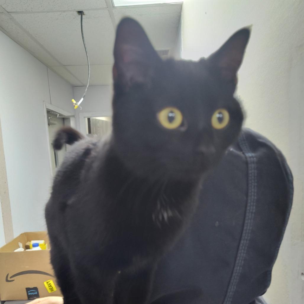 Dolly, a Adoptable American Shorthair in Bendena, KS image 2/3