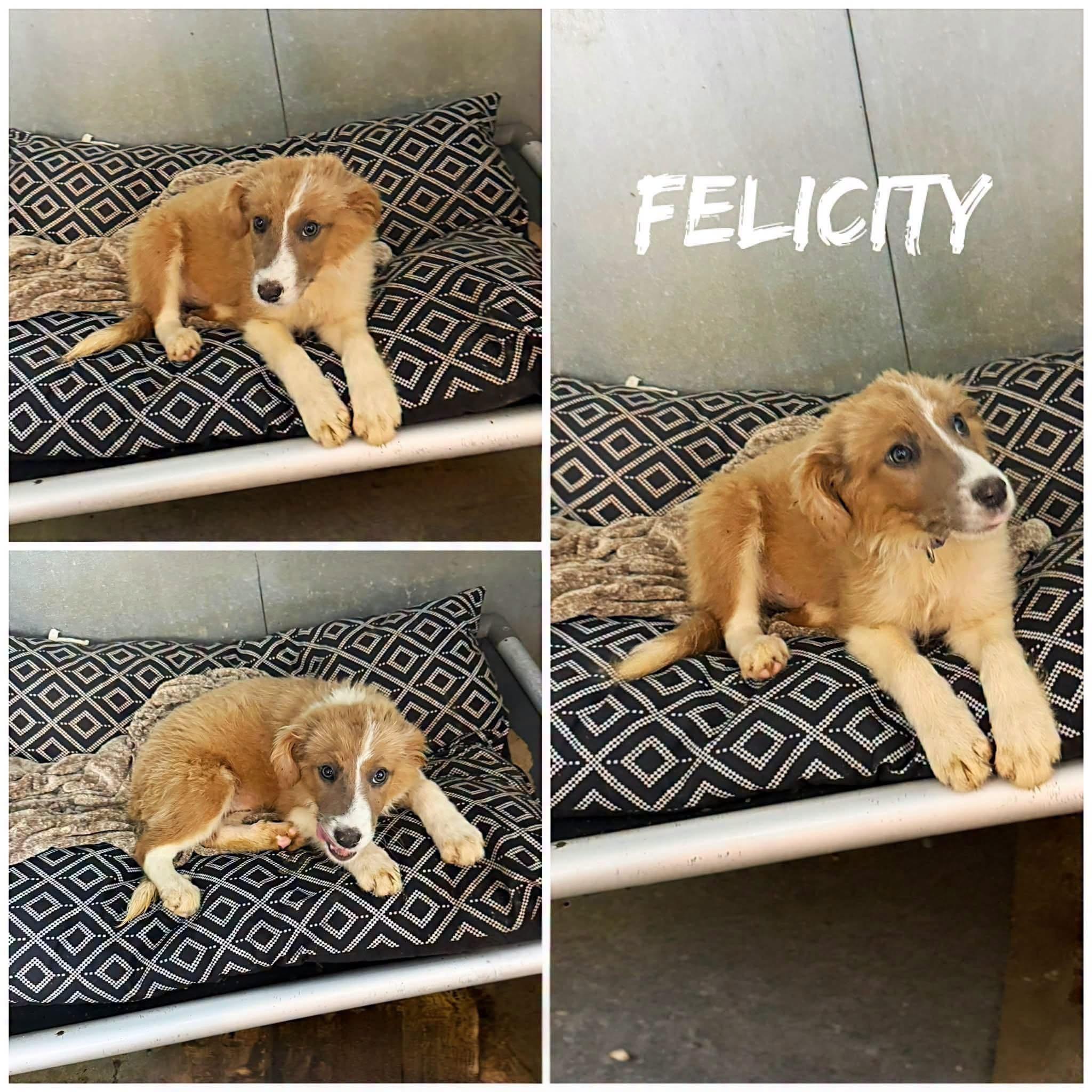 Felicity, adopted, Young Female Australian Shepherd.