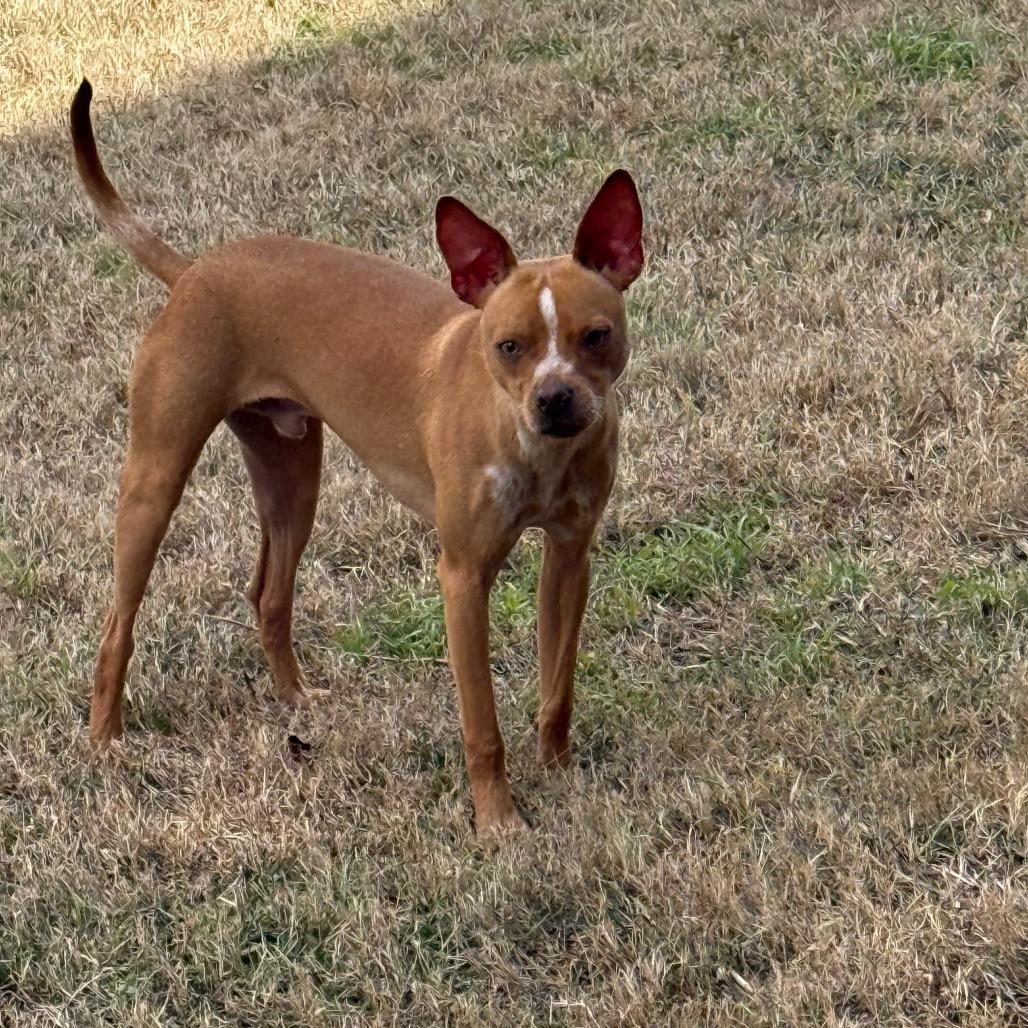 McGee, Adoptable, Young Male Miniature Pinscher.
