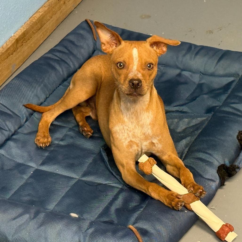 McGee, Adoptable, Young Male Miniature Pinscher.