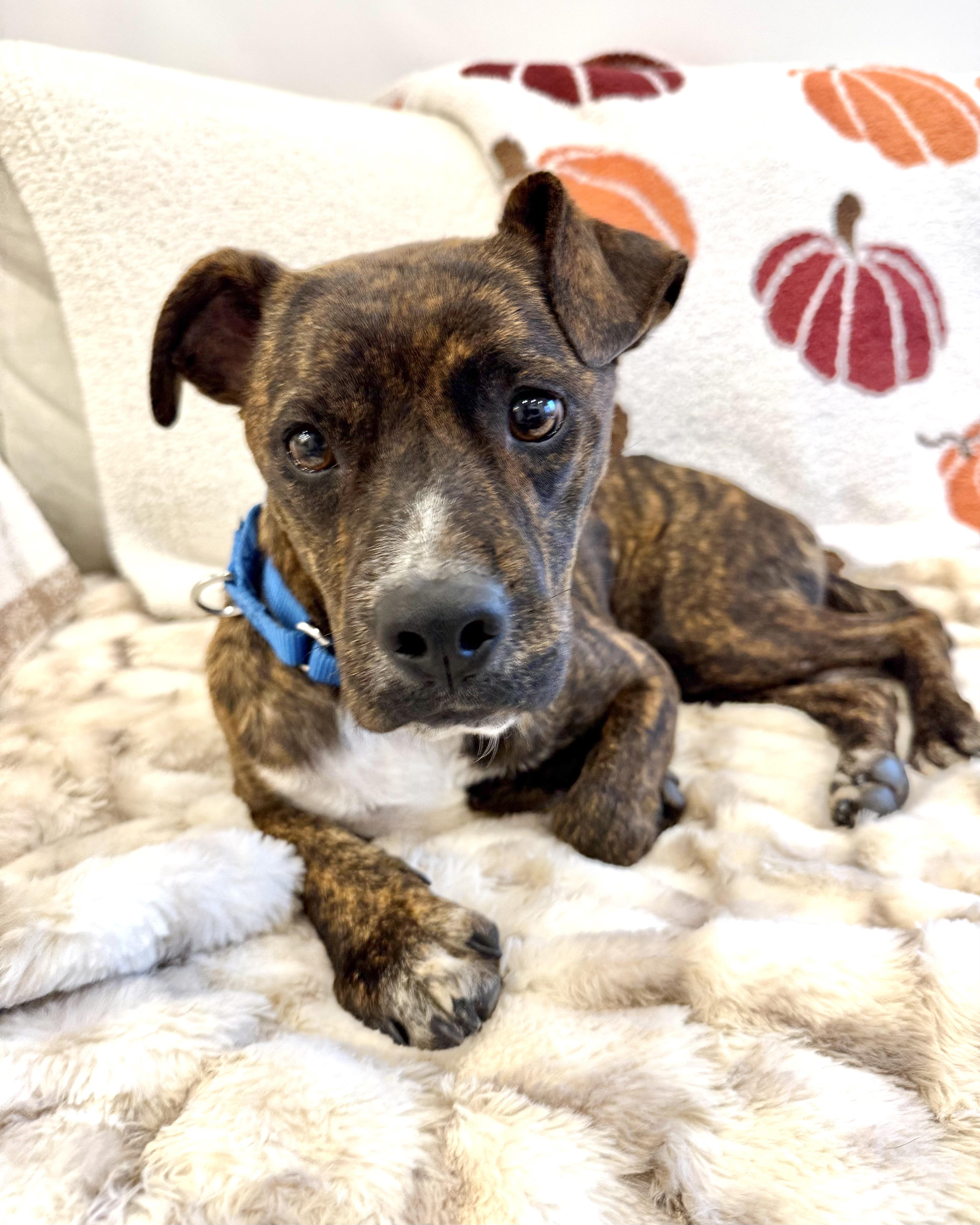 Enlarge Indie, a Adoptable mixed breed in New York, NY image 1/6